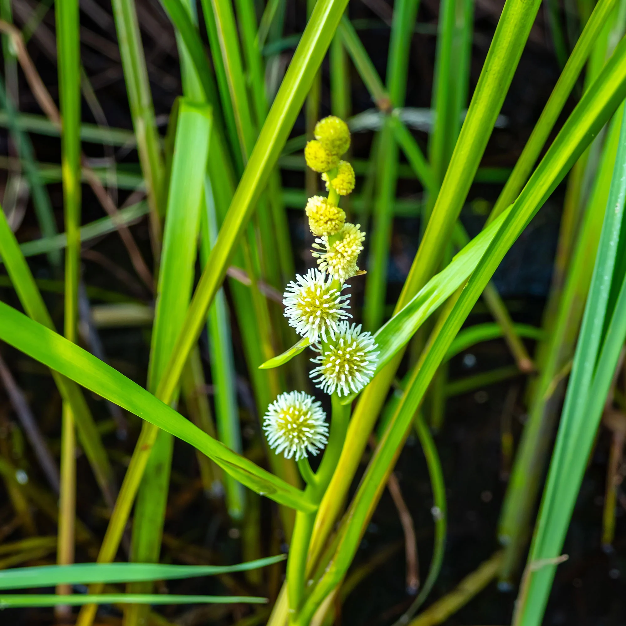 Grote egelskop Sparganier - Image 3