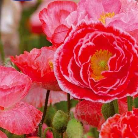 Grote klaproos 'Falling in Love'