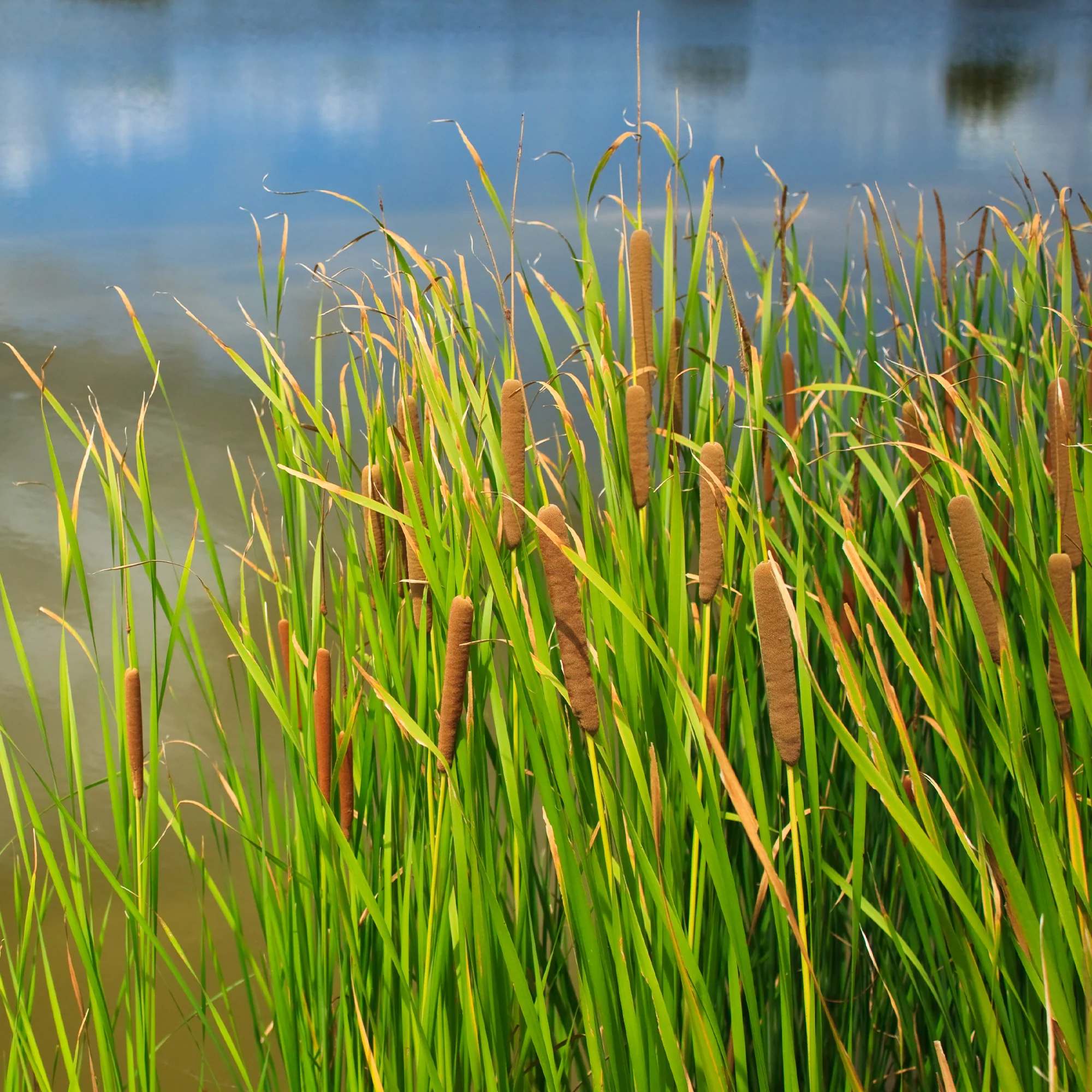 Grote lisdodde - Image 2