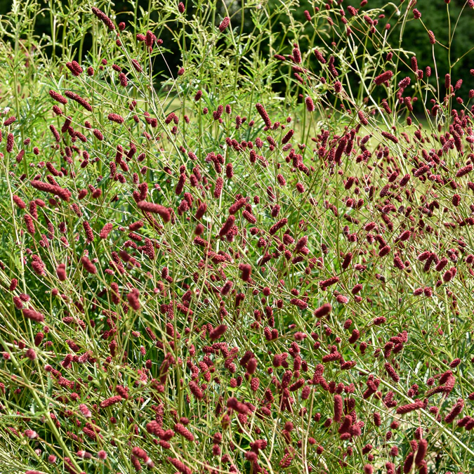 Grote pimpernel - Image 2