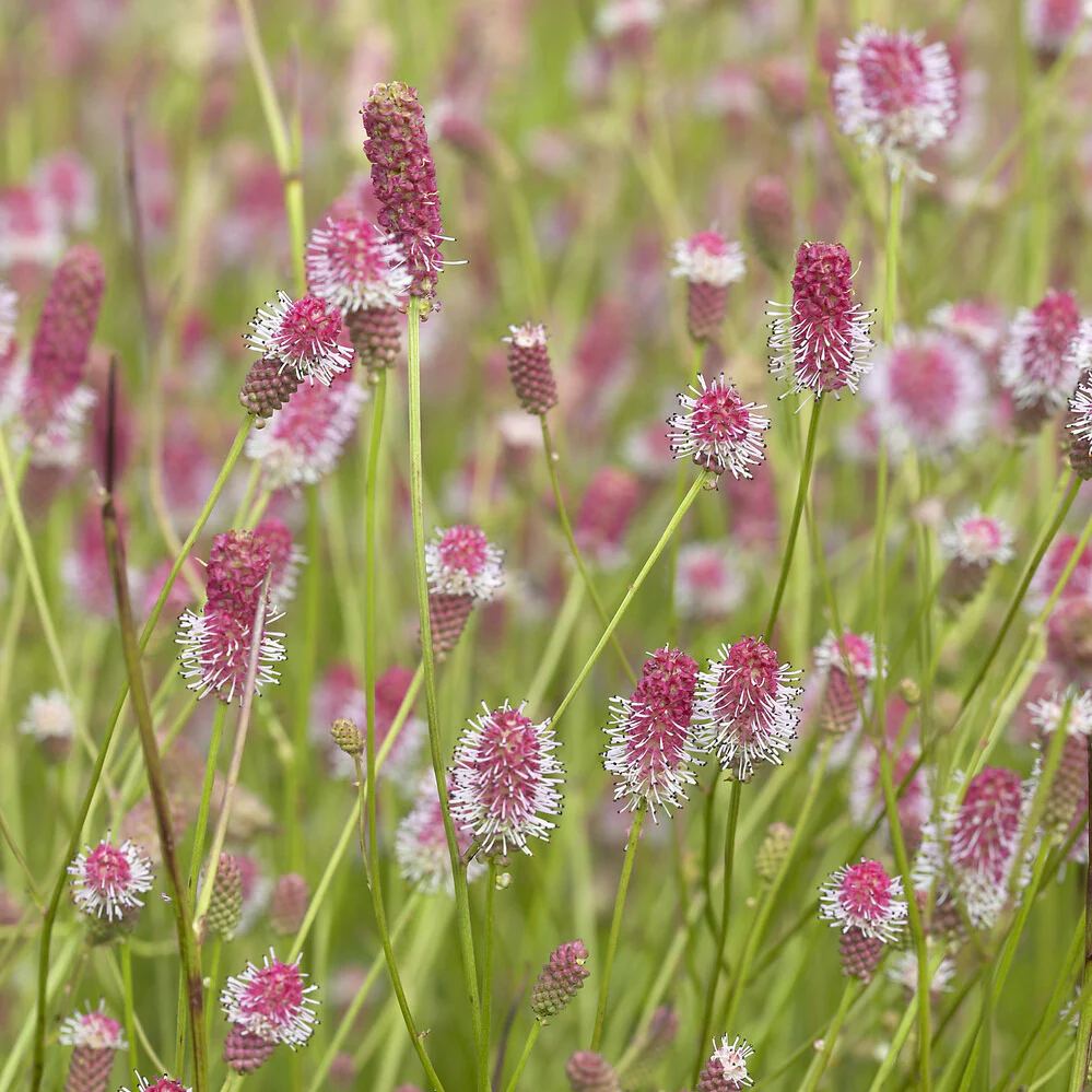 Grote pimpernel Pink Tanna - Image 2