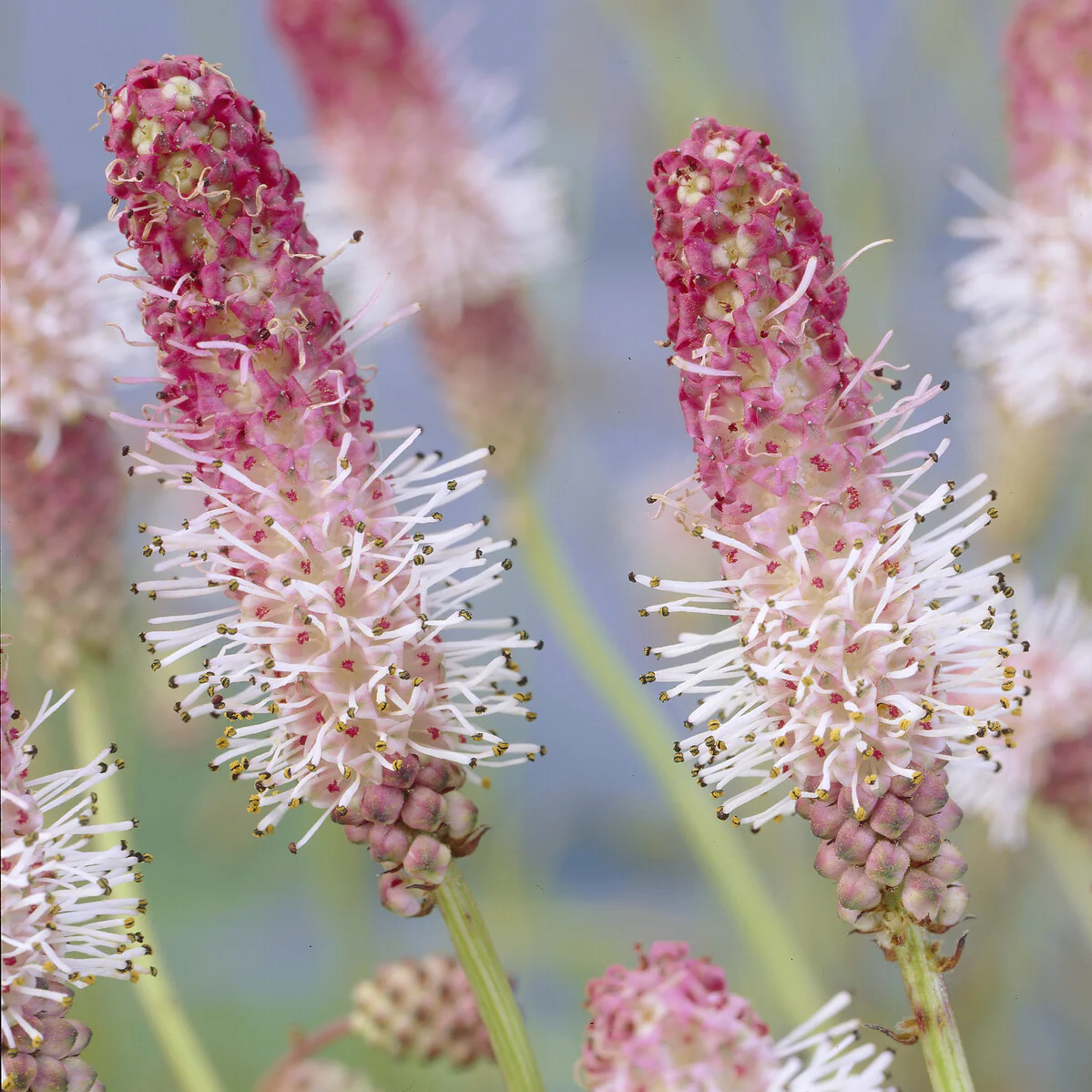 Grote pimpernel Pink Tanna - Image 3