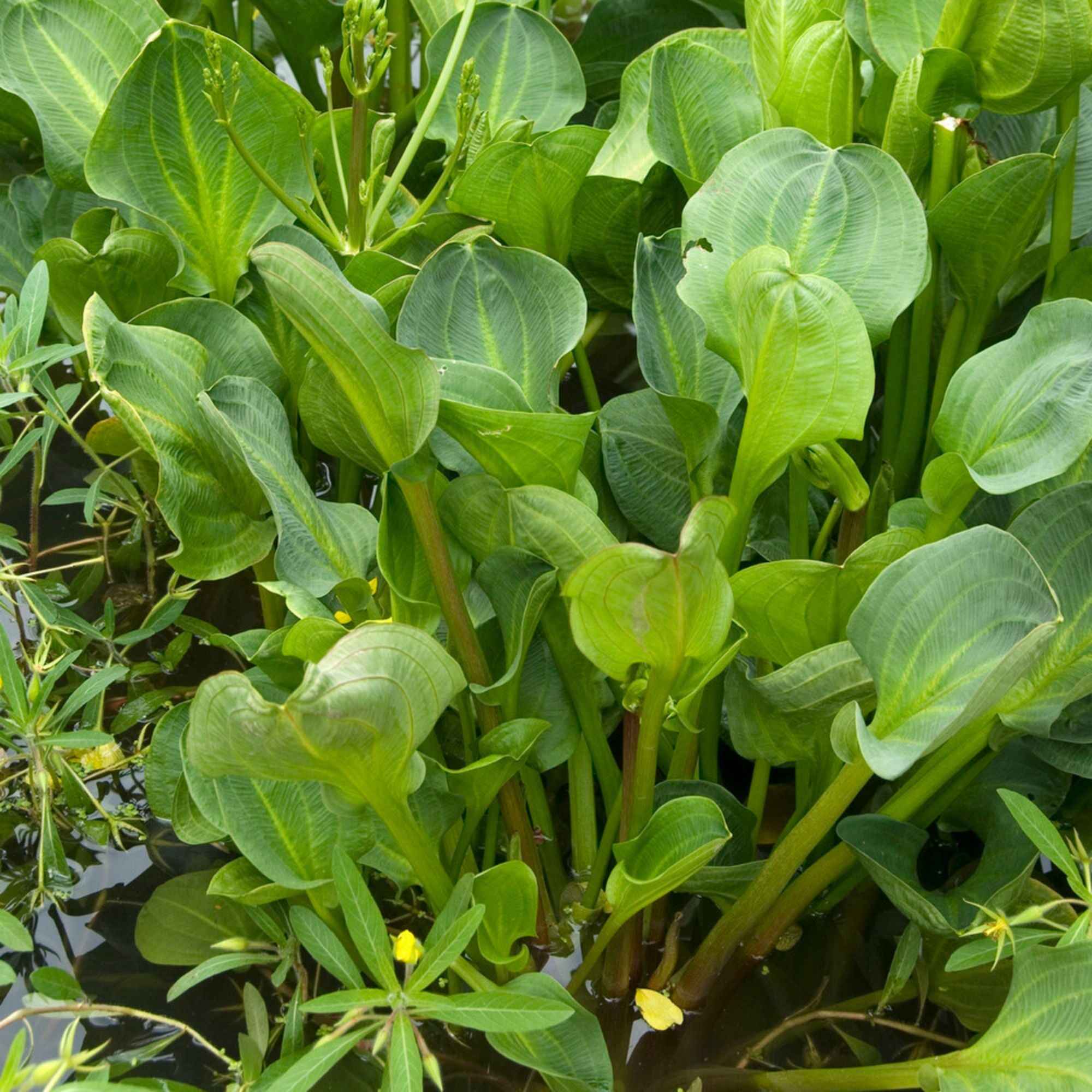 Grote waterweegbree - Image 2
