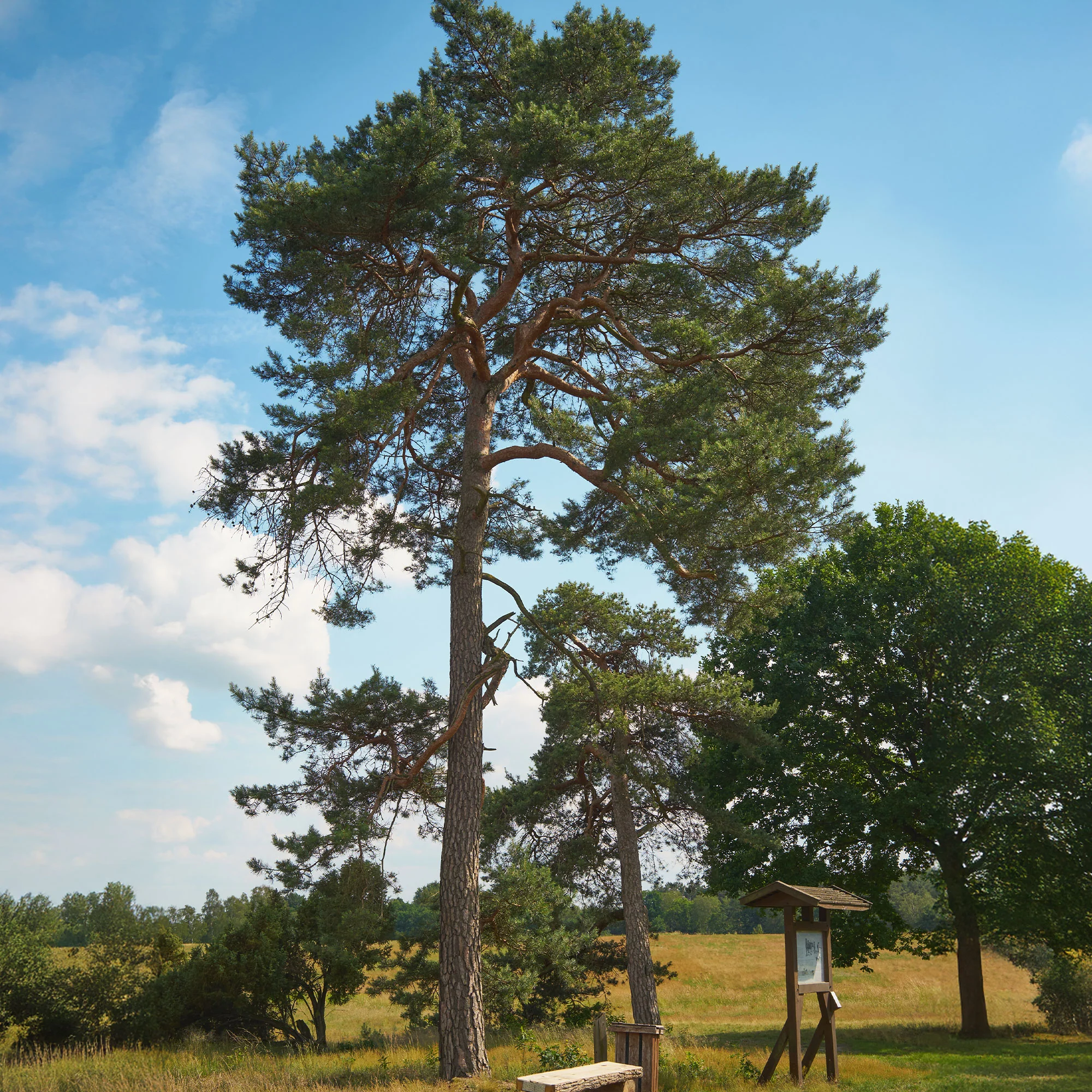 Grove den