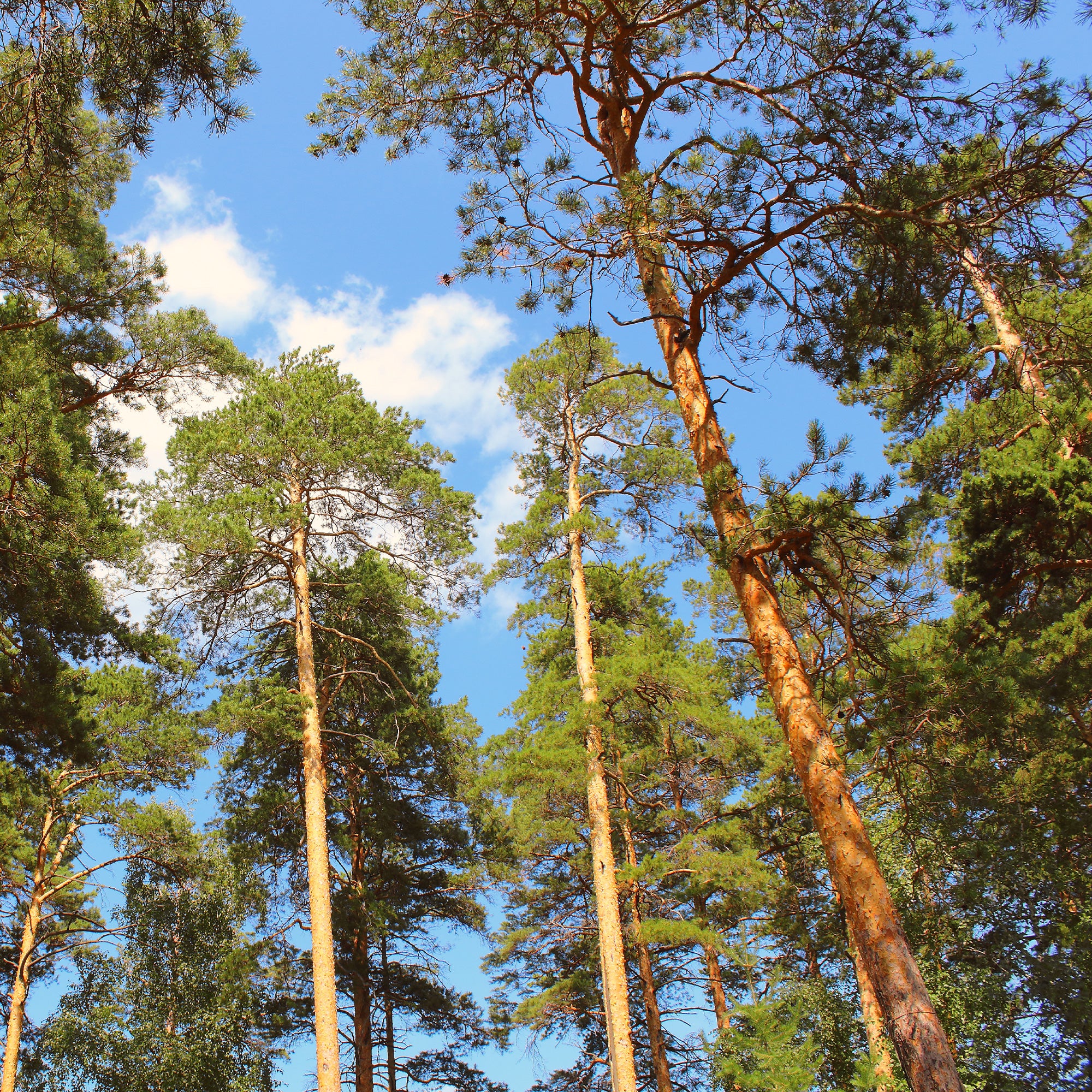 Grove den - Image 2