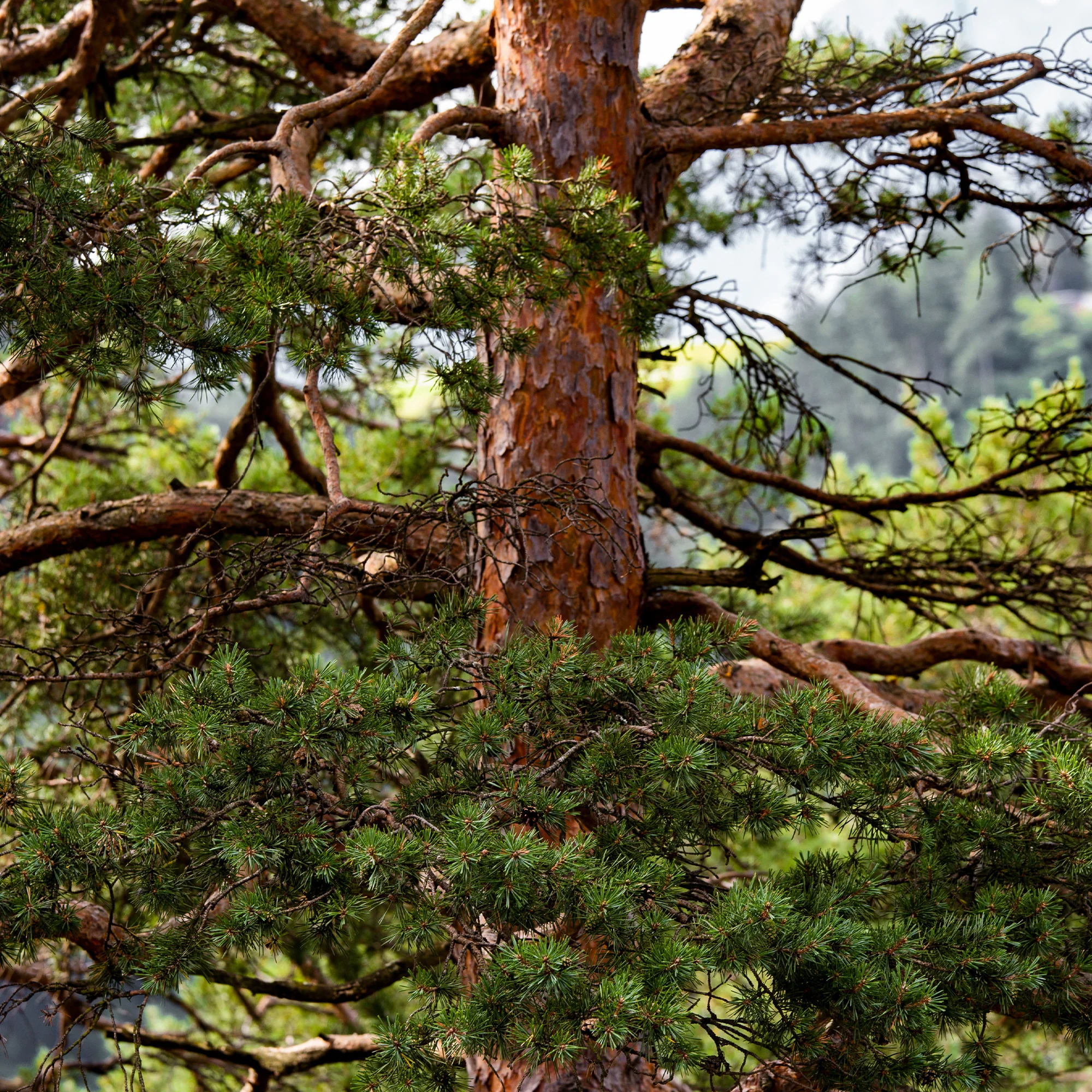 Grove den - Image 4