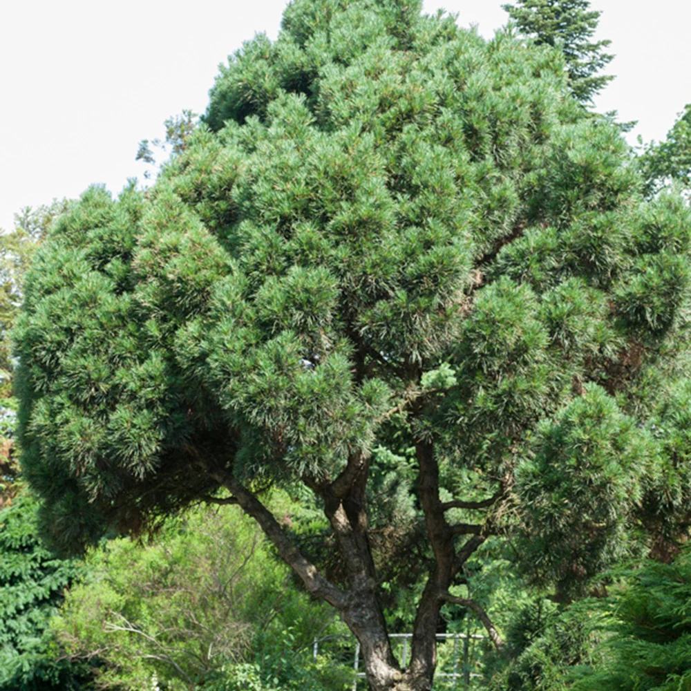 Grove den - Image 6