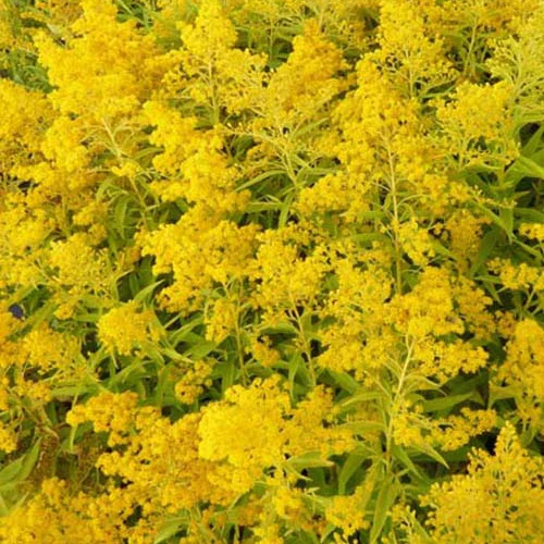 Guldenroede Golden Mosa
