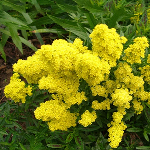 Gulderoede 'Little Lemon'