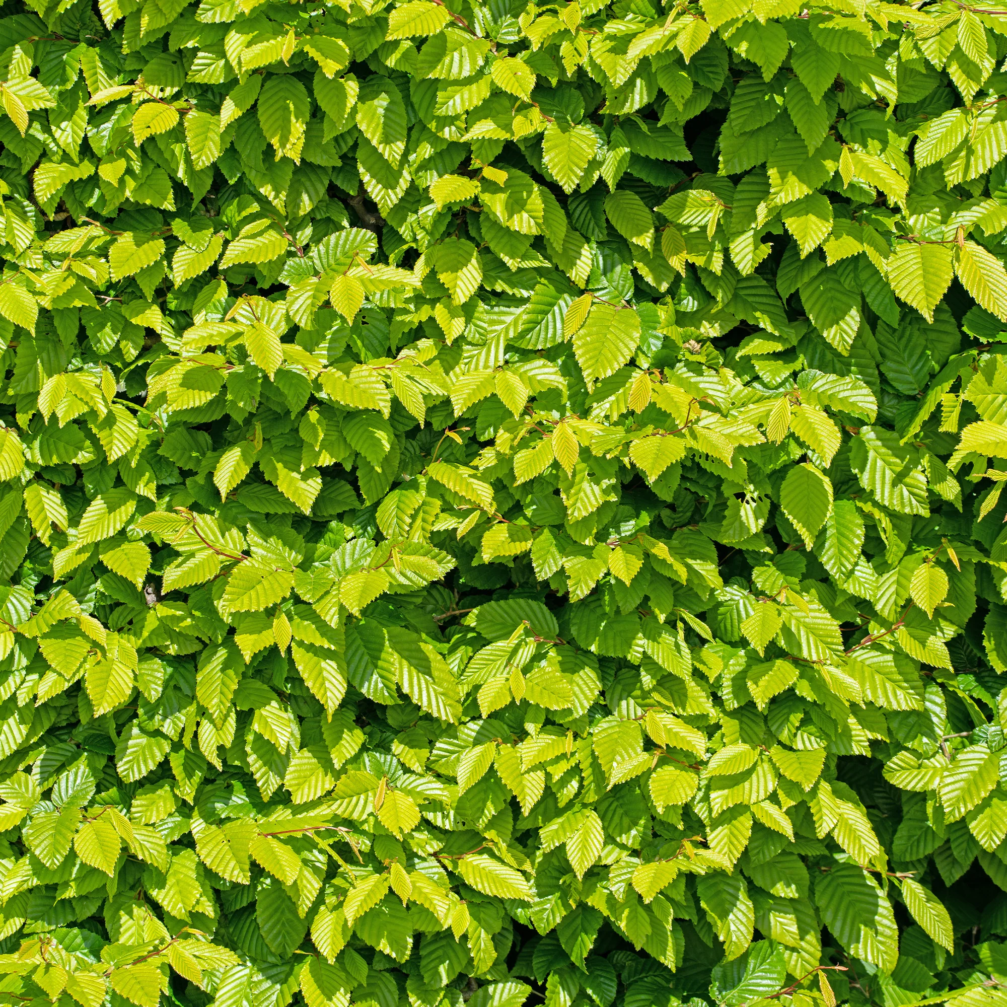 Haagbeuk (x10) - Image 5