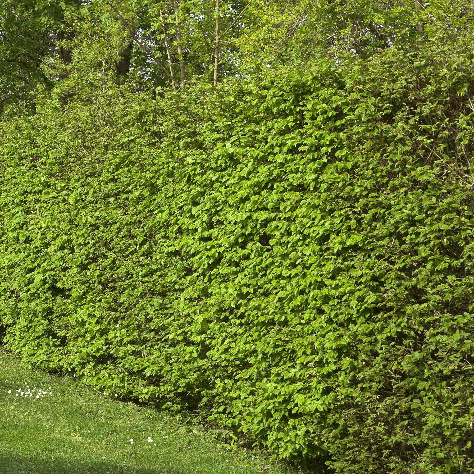 Haagbeuk (x10) - Image 7