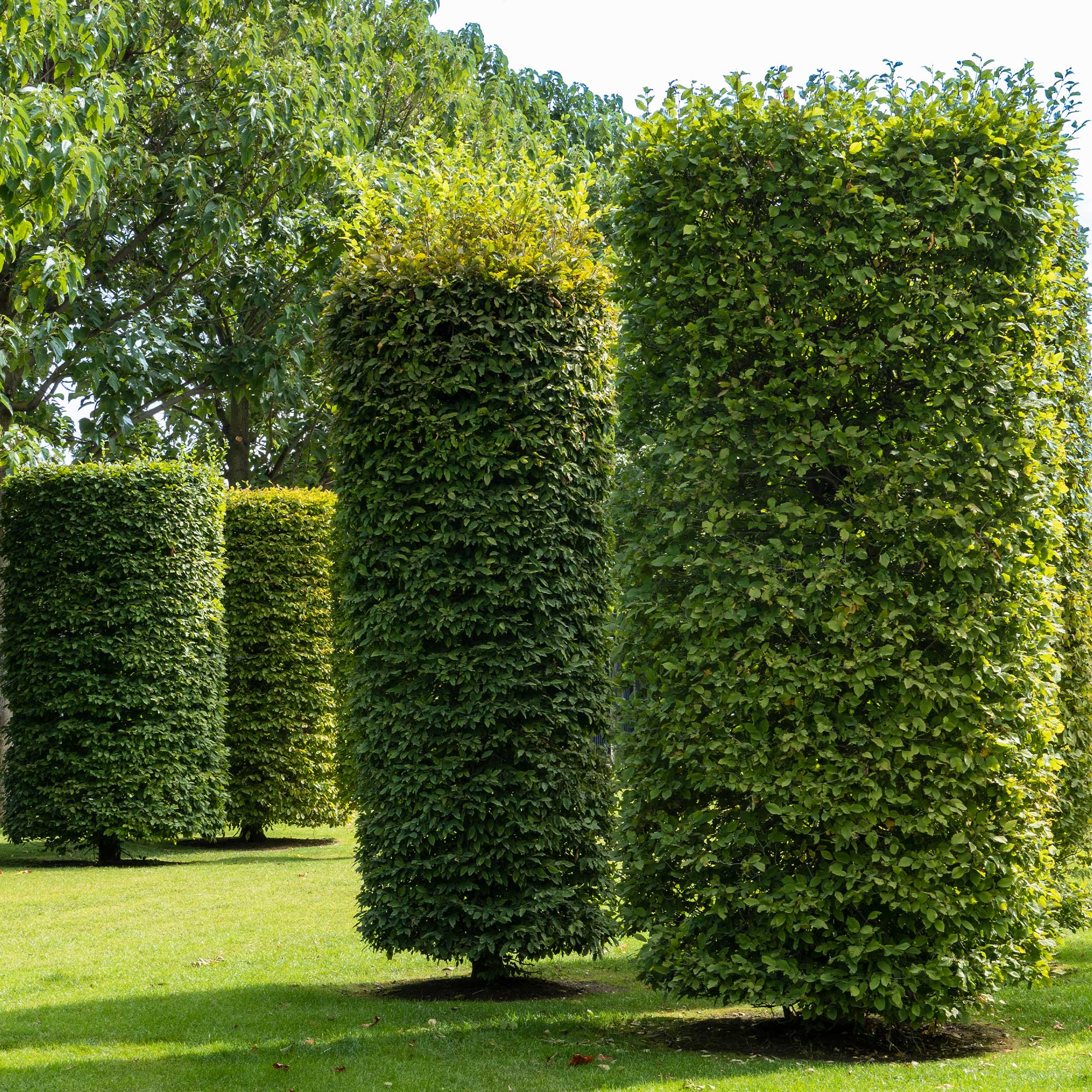 Haagbeuk - Image 3