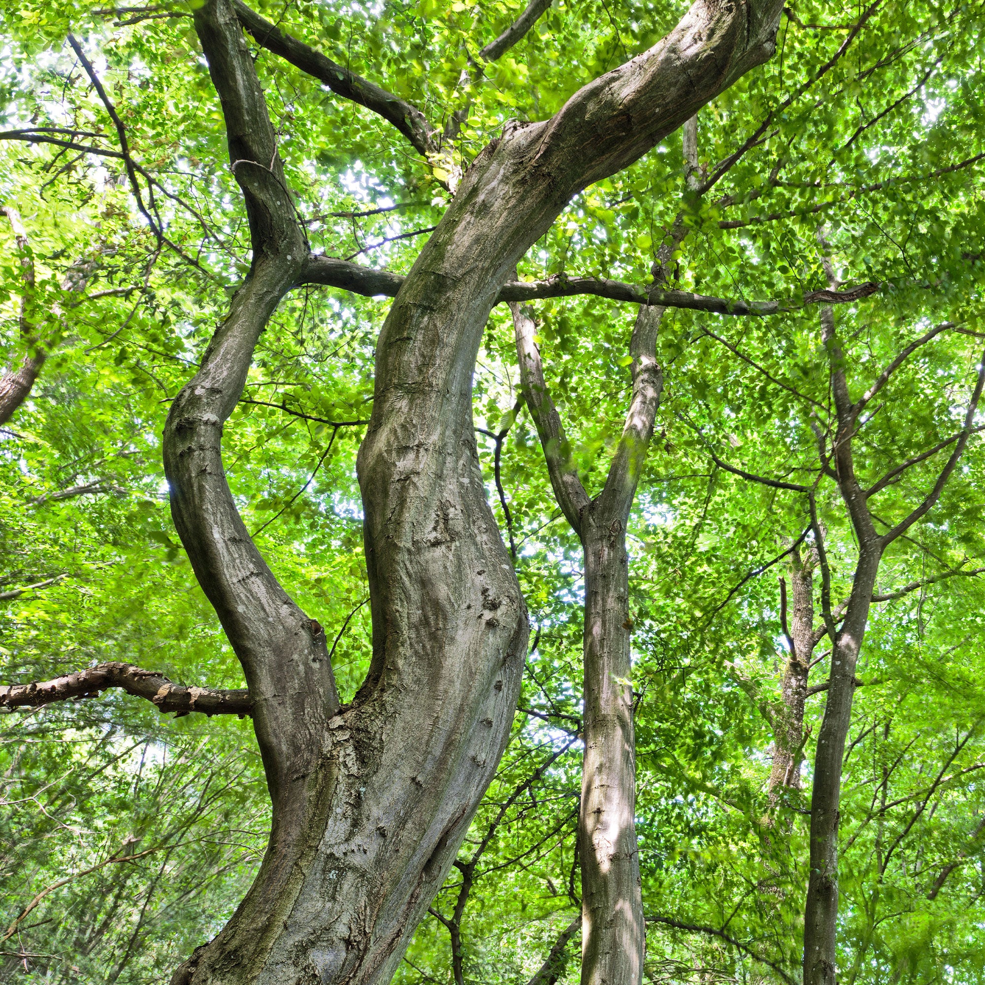 Haagbeuk - Image 4