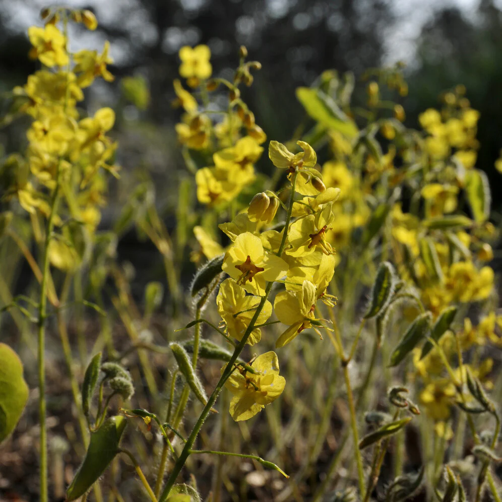 Haarbladige elfenbloem