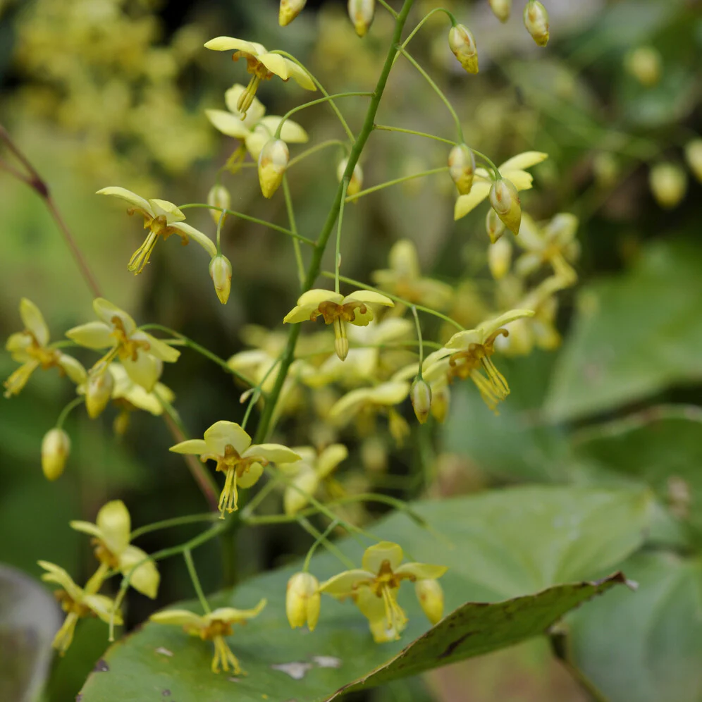Haarbladige elfenbloem - Image 3