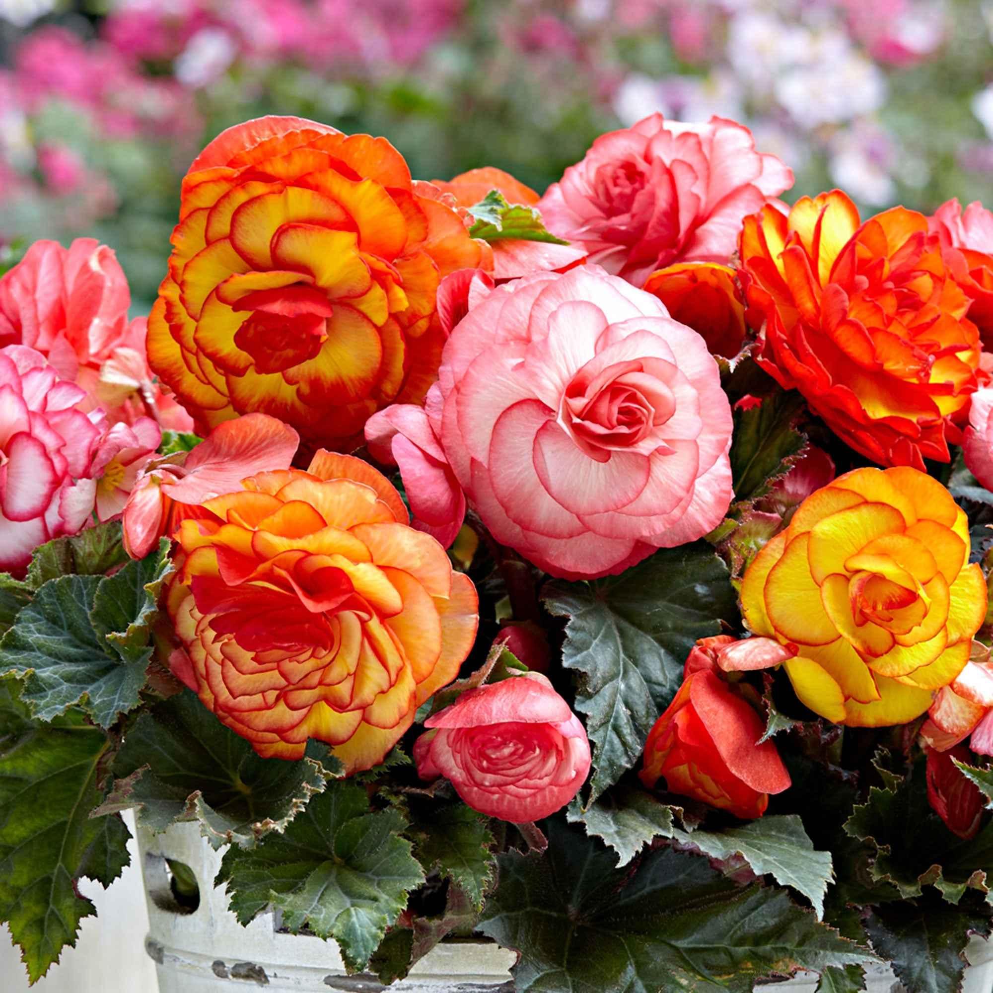 Hangbegonia 'Golden Balcony' (x5)