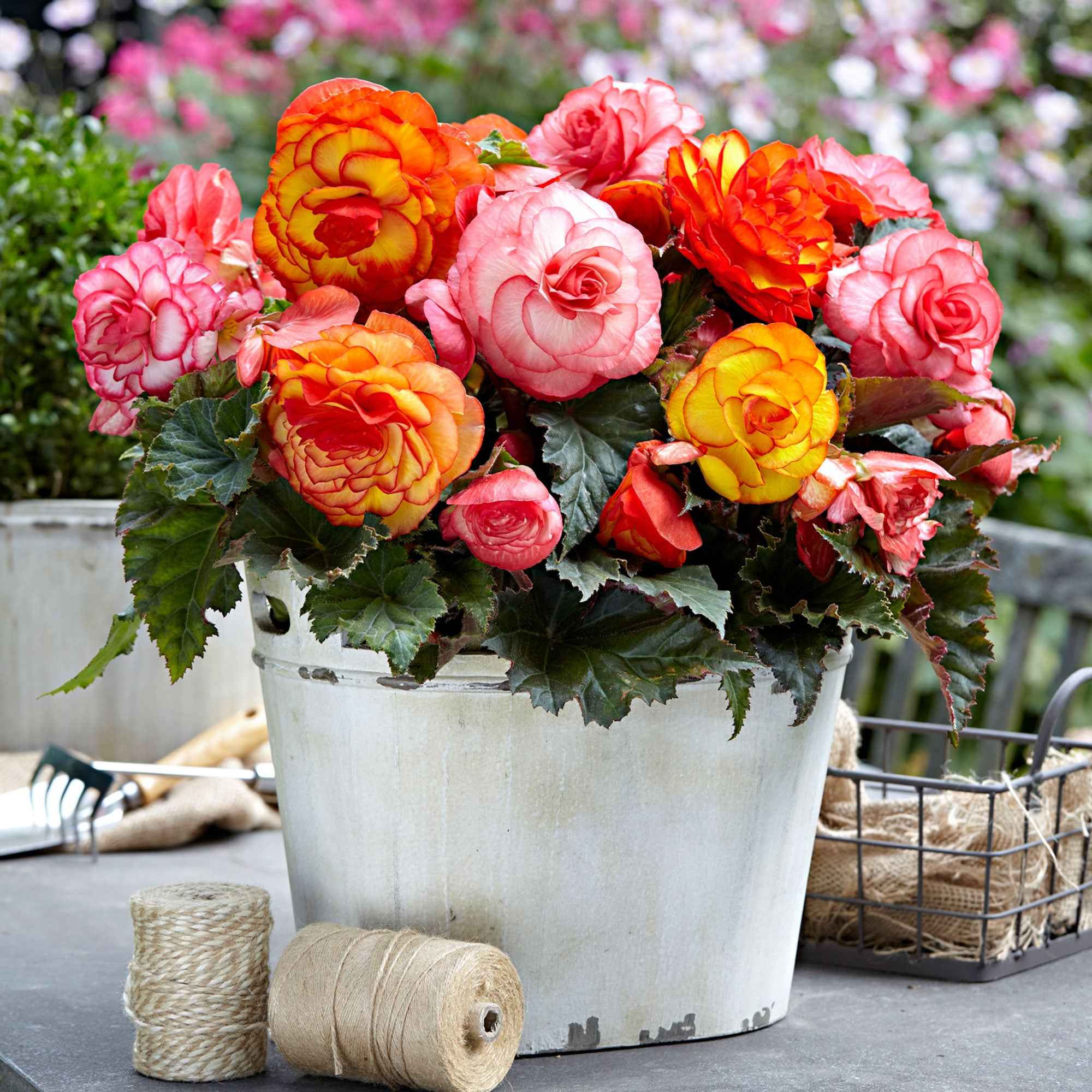 Hangbegonia 'Golden Balcony' (x5) - Image 2