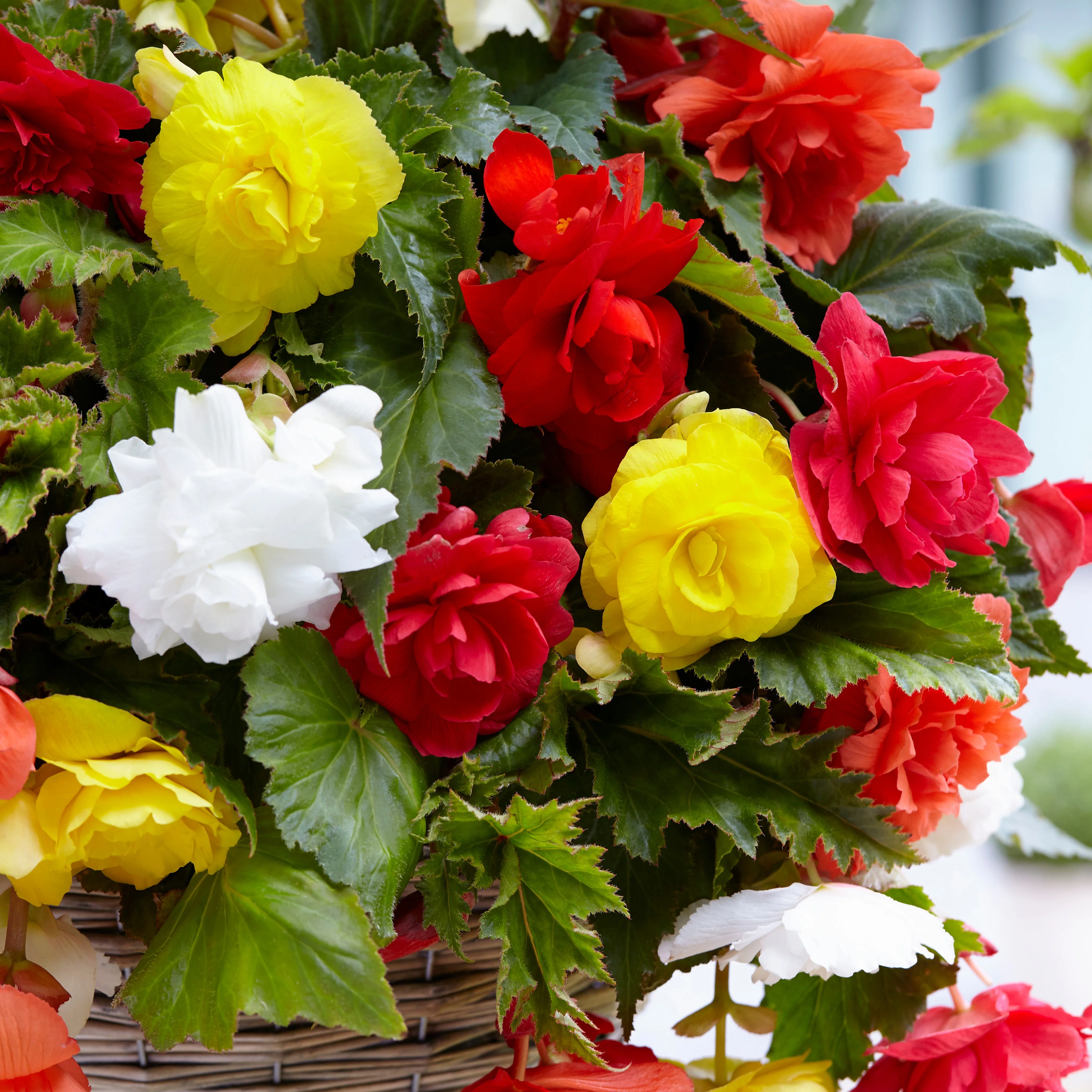 Hangbegonia Mix - Image 2