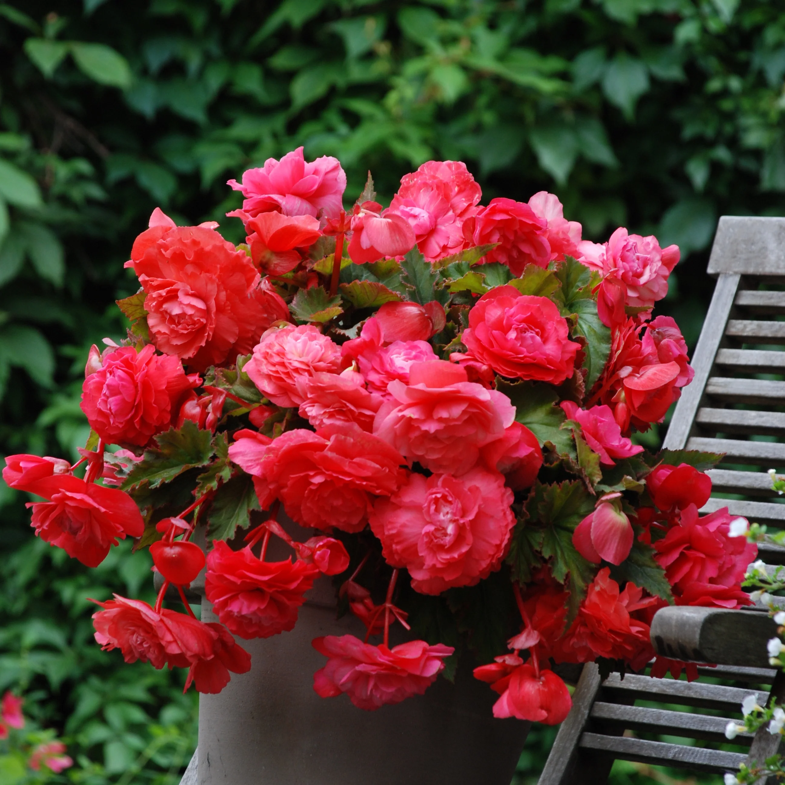 Hangbegonia 'Pink Delight' (x5)