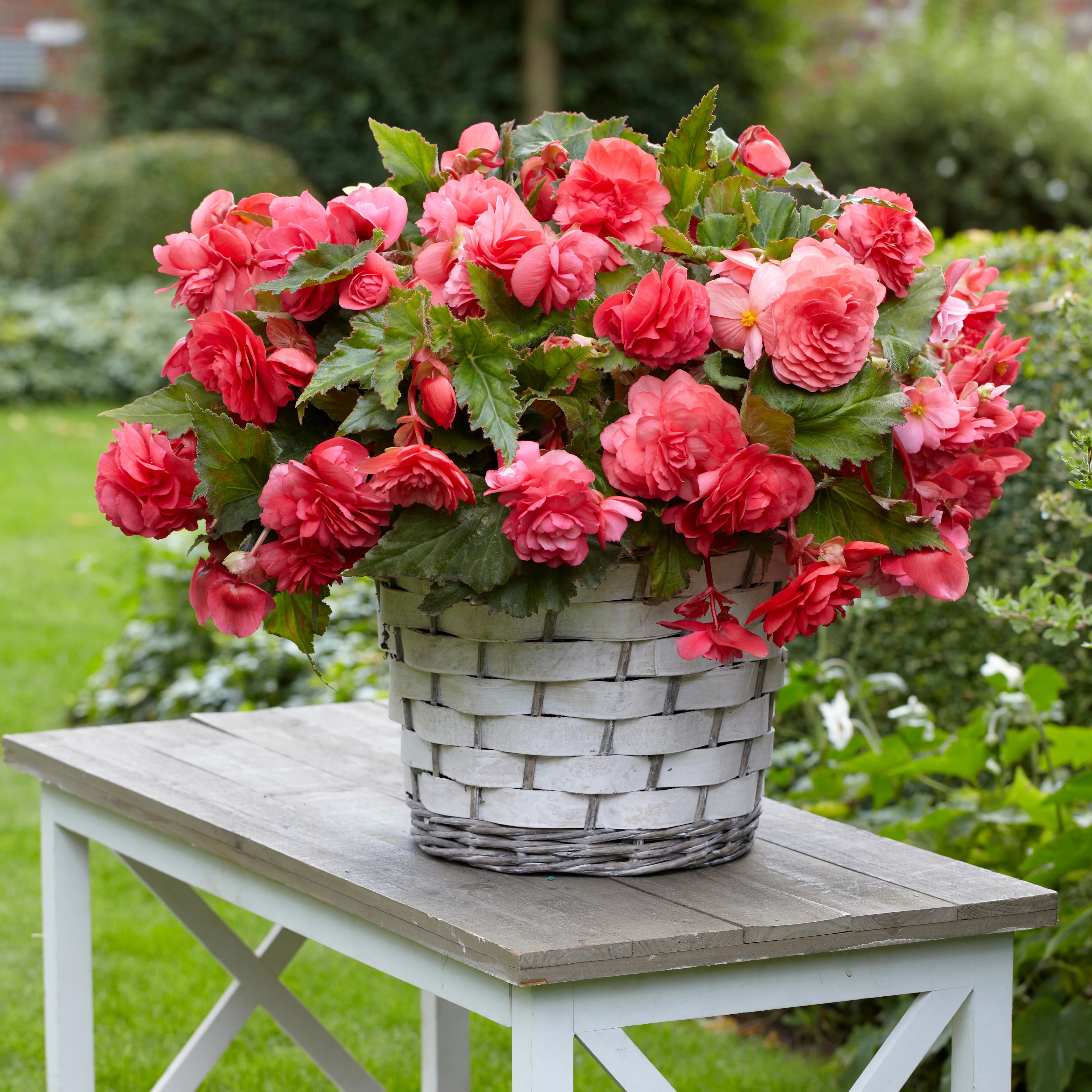Hangbegonia 'Pink Delight' (x5) - Image 2
