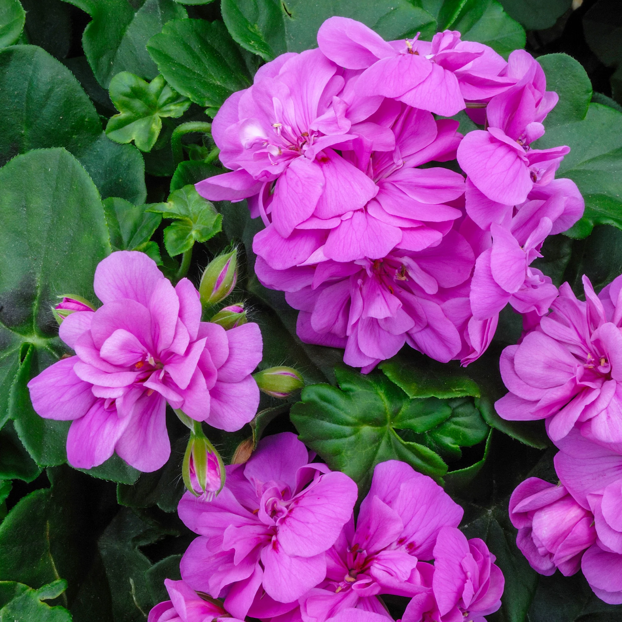 Hangende geranium dubbel paars