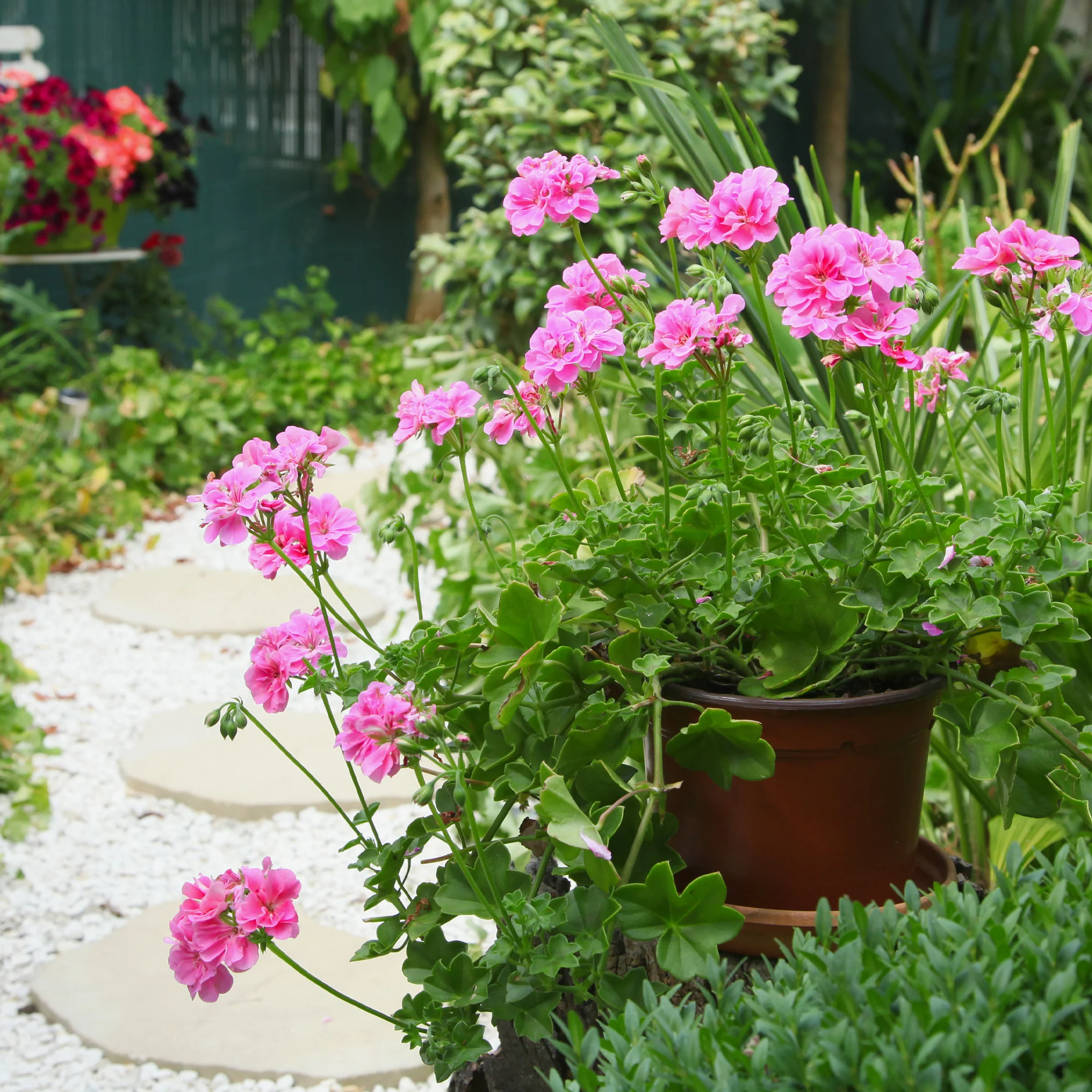Hangende geranium dubbel roze