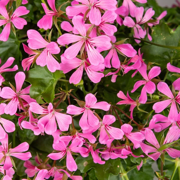Hangende geranium - roze