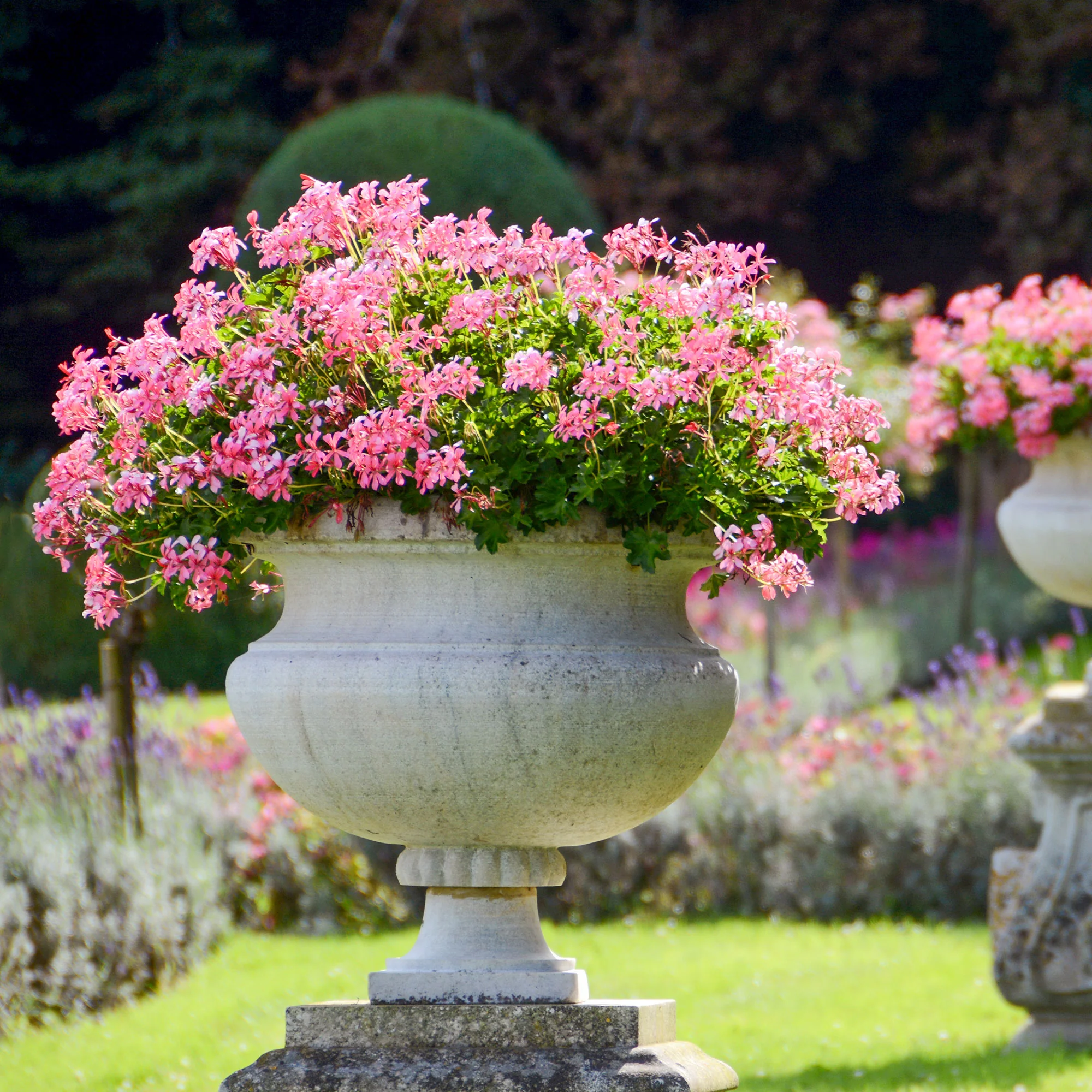 Hangende geranium - roze - Image 2