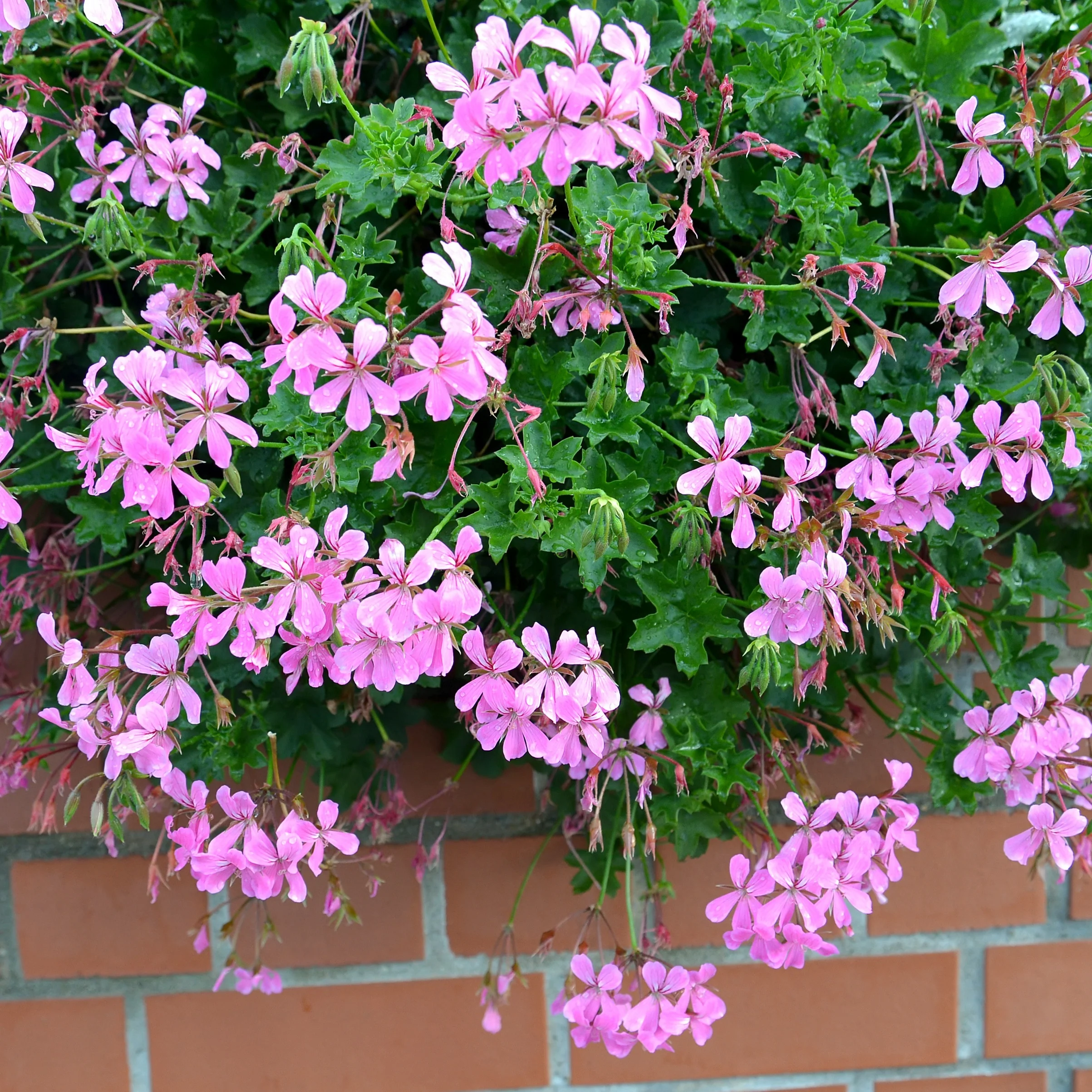 Hangende geranium - roze - Image 3