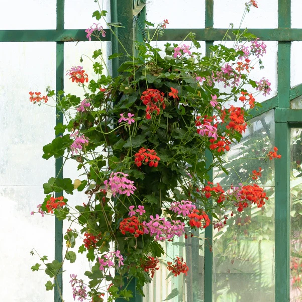 Hangende geranium - roze - Image 4