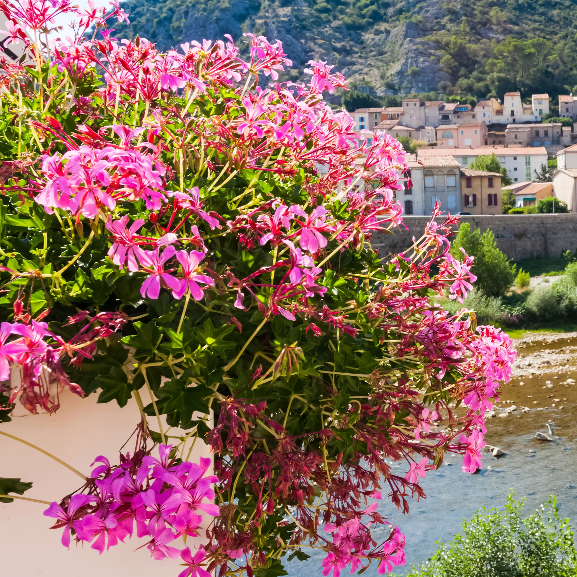 Hangende geranium - roze - Image 5
