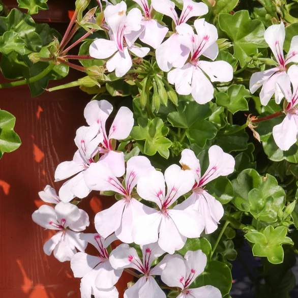 Hangende geranium - wit