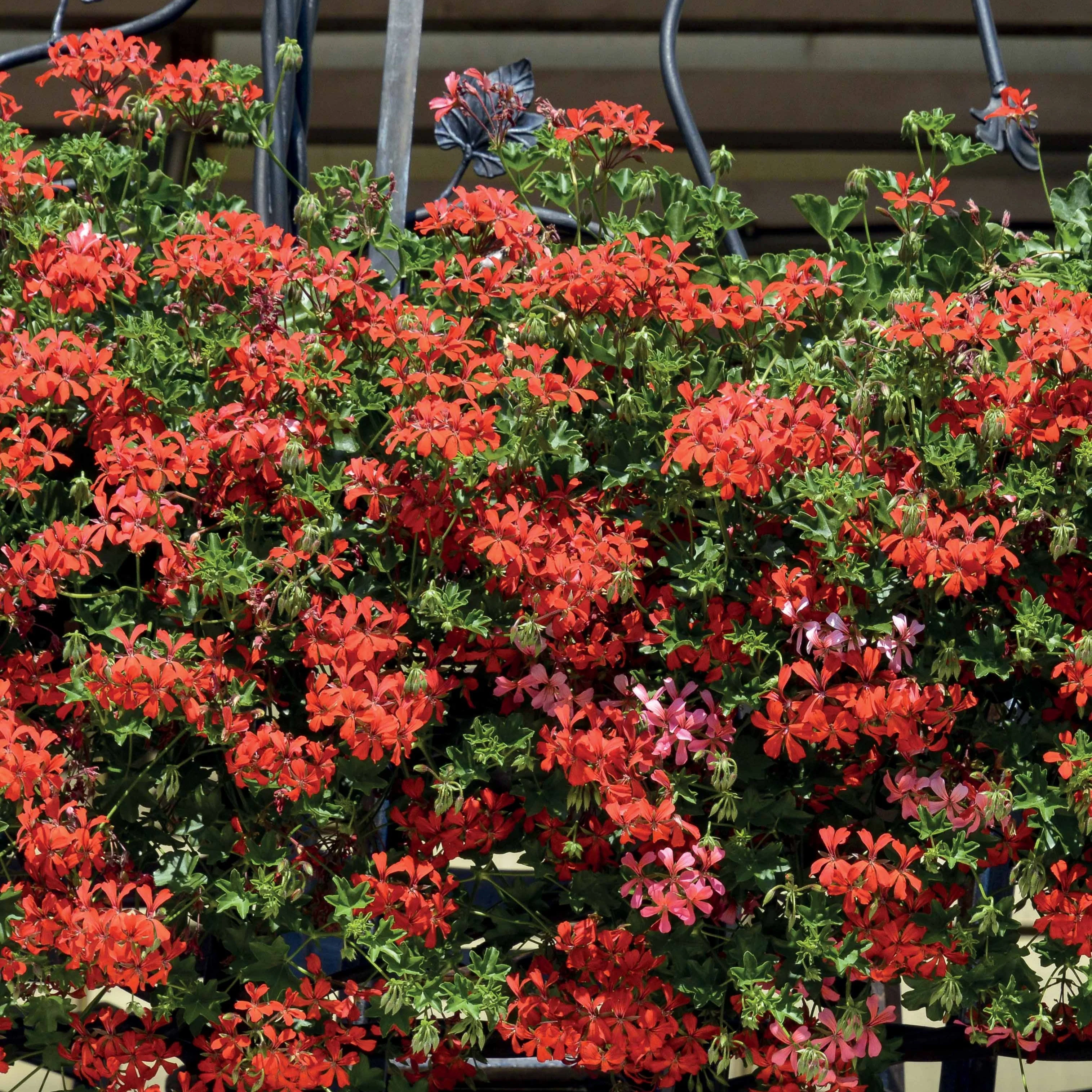 Hanggeranium - Image 2