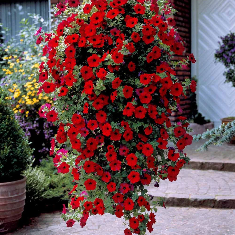 Hangpetunia rood (x3) - Image 3