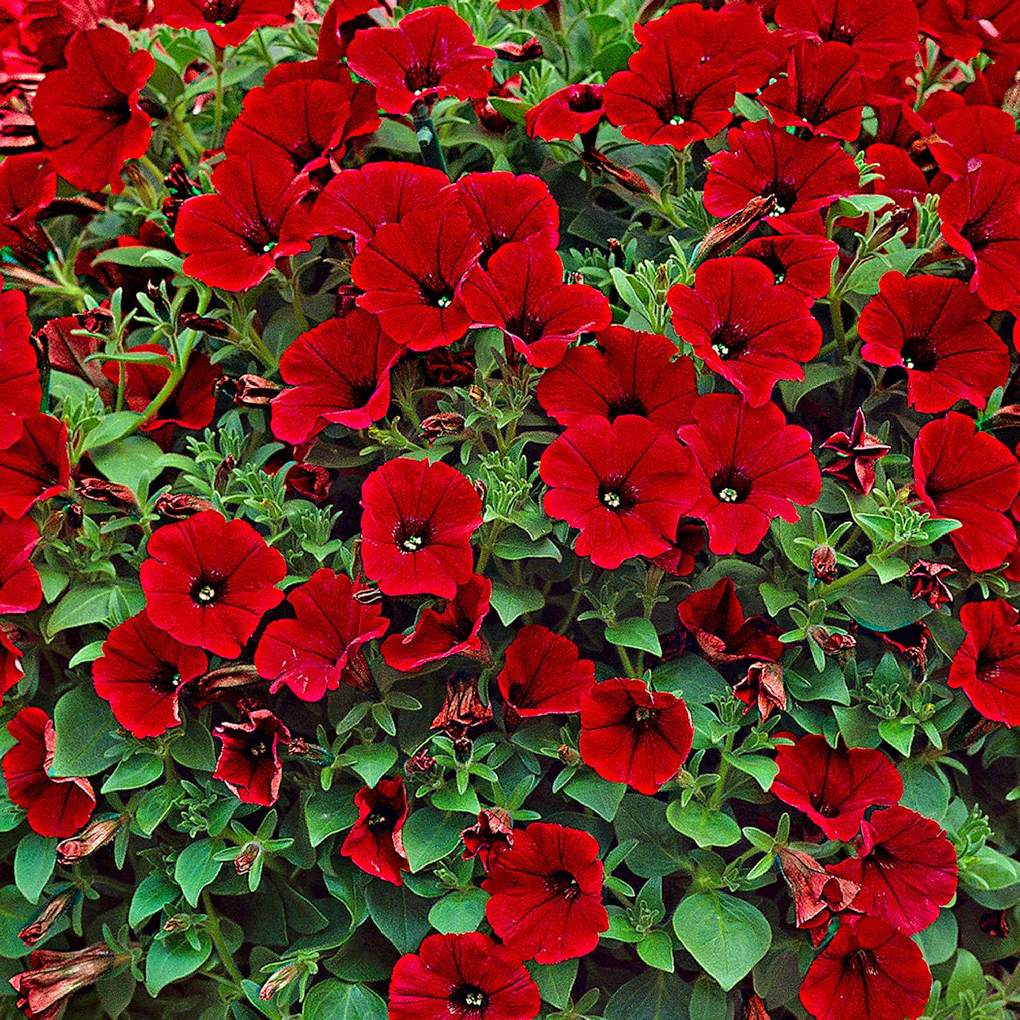Hangpetunia rood (x3) - Image 4