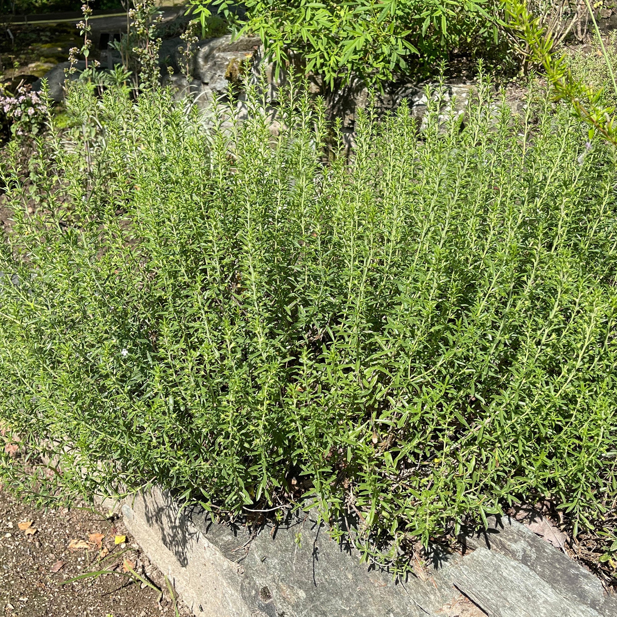 Hartig - Image 2