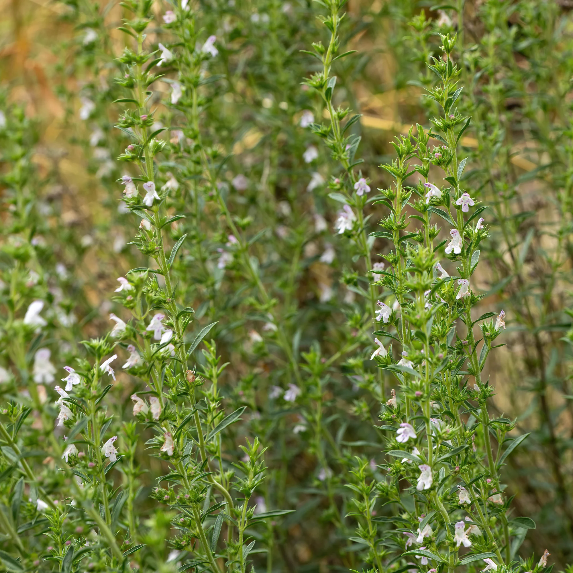 Hartig - Image 3