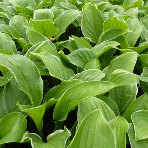 Hartlelie Fragrant Fire Funkia