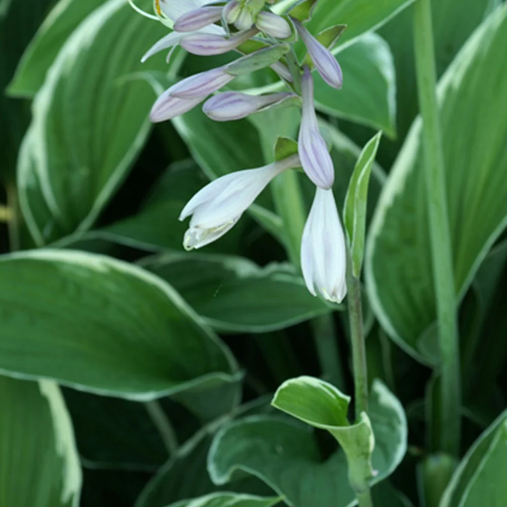 Hartlelie 'Francee' - Image 2