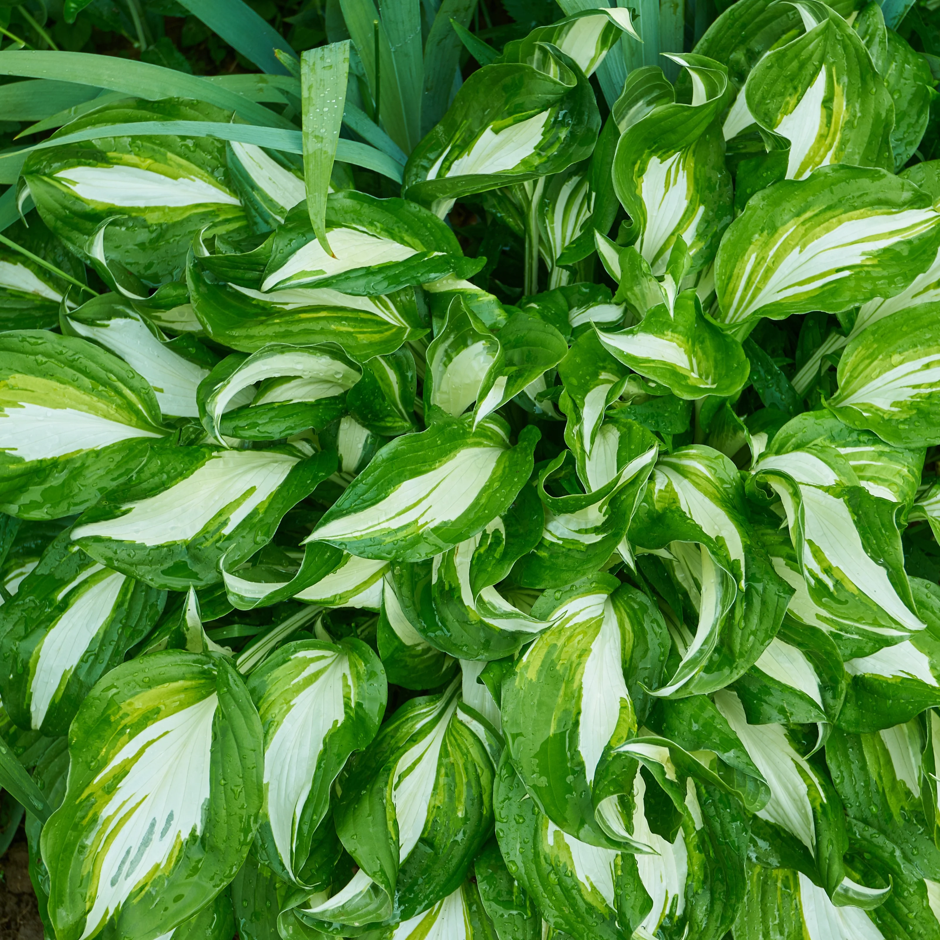 Hartlelie Mediovariegata - Image 2
