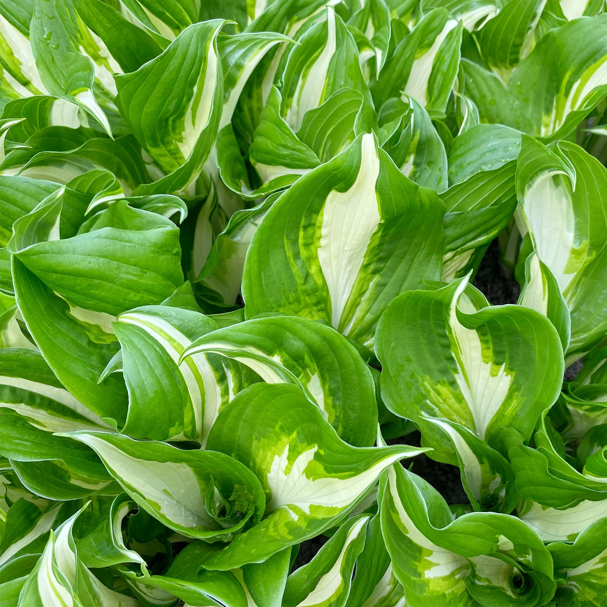Hartlelie Mediovariegata - Image 3