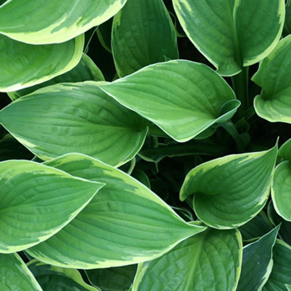 Hartlelie 'Normalis Funkia'