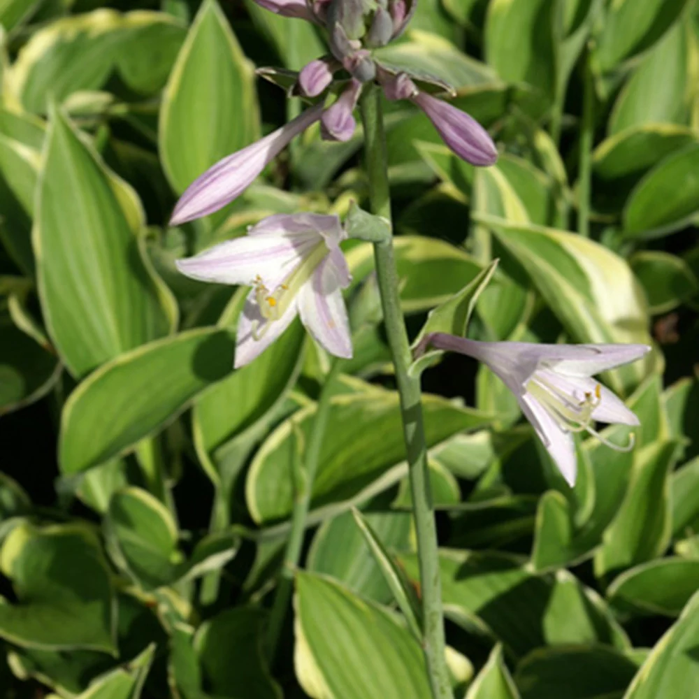 Hartlelie 'Normalis Funkia' - Image 2