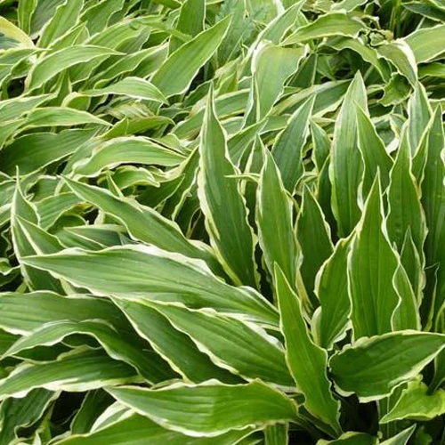 Hartlelie Stiletto Funkia