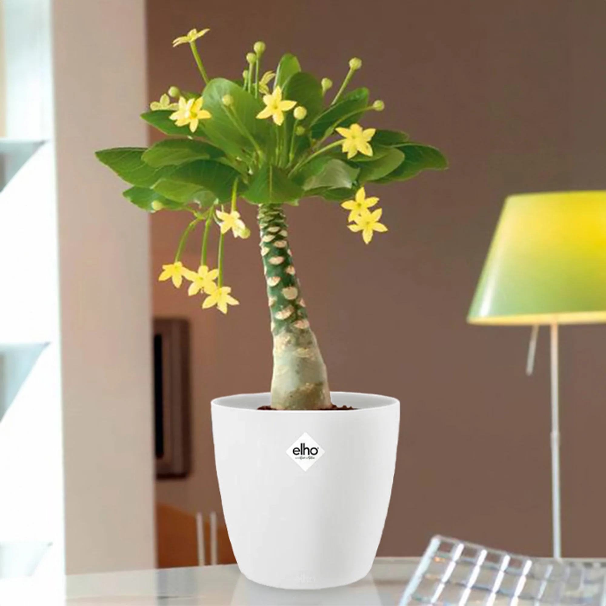 Hawaiiaanse palmboom incl. witte sierpot - Image 3
