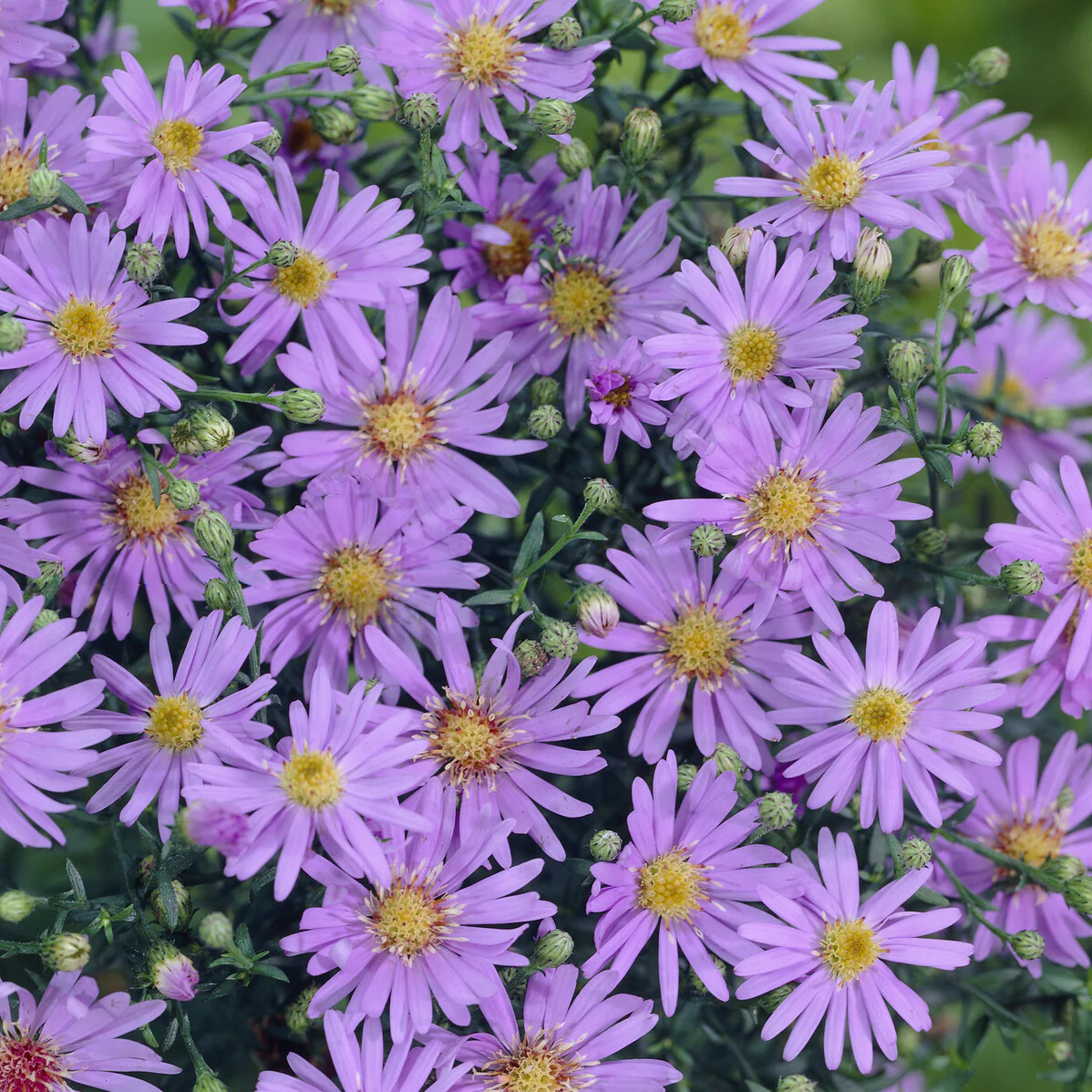 Heideaster 'Blue Star'