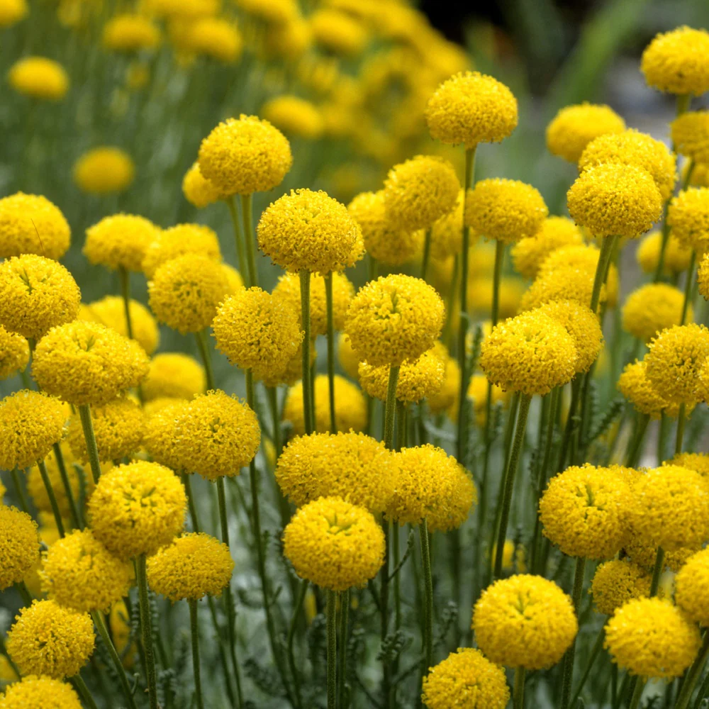 Heiligenbloem