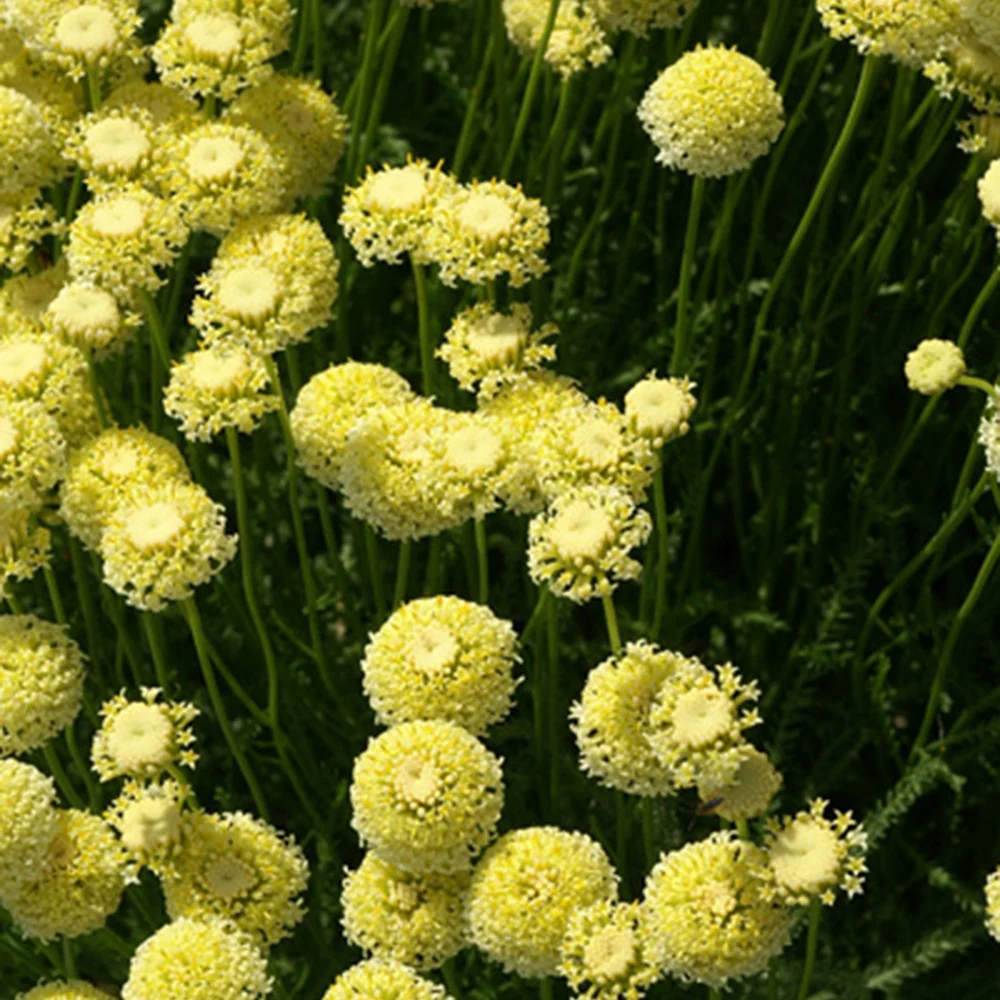 Heiligenbloem 'Lindavica' - Image 2
