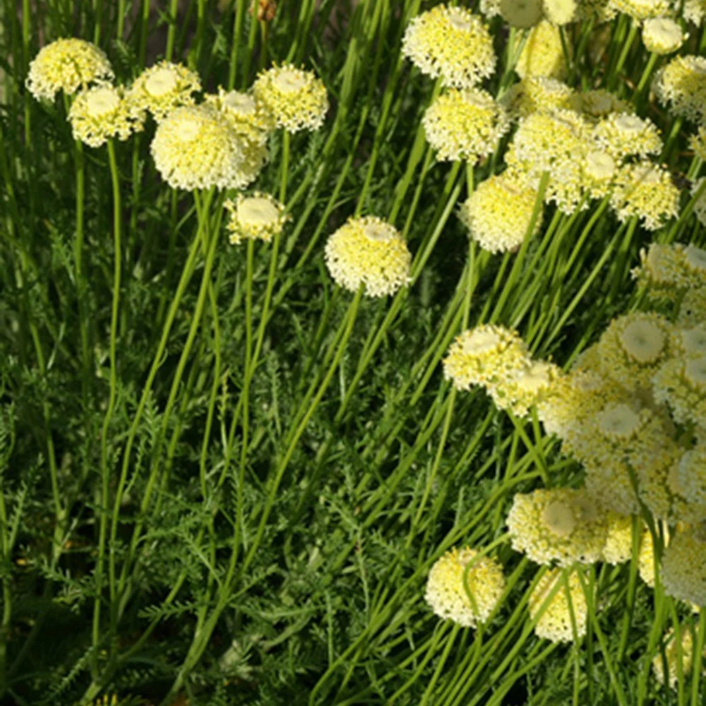 Heiligenbloem 'Lindavica' - Image 3