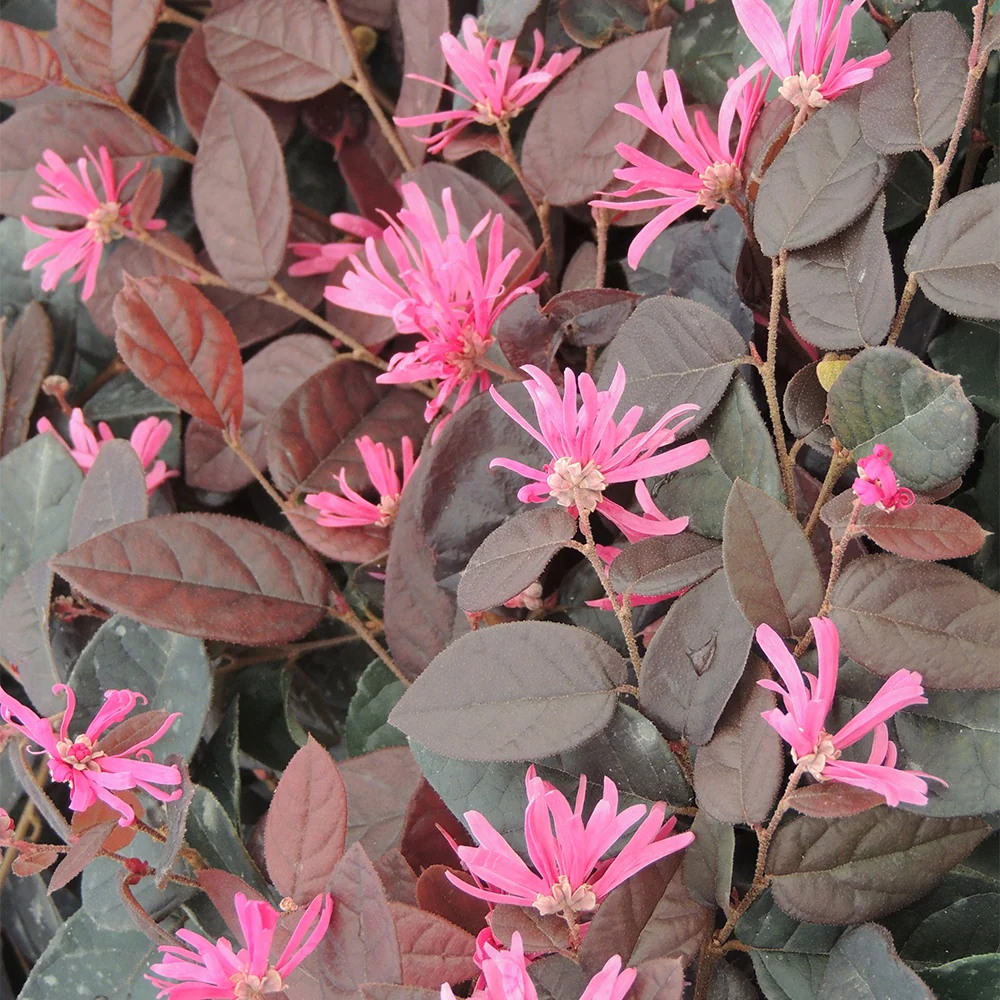 Heksenstruik 'Fire Dance'